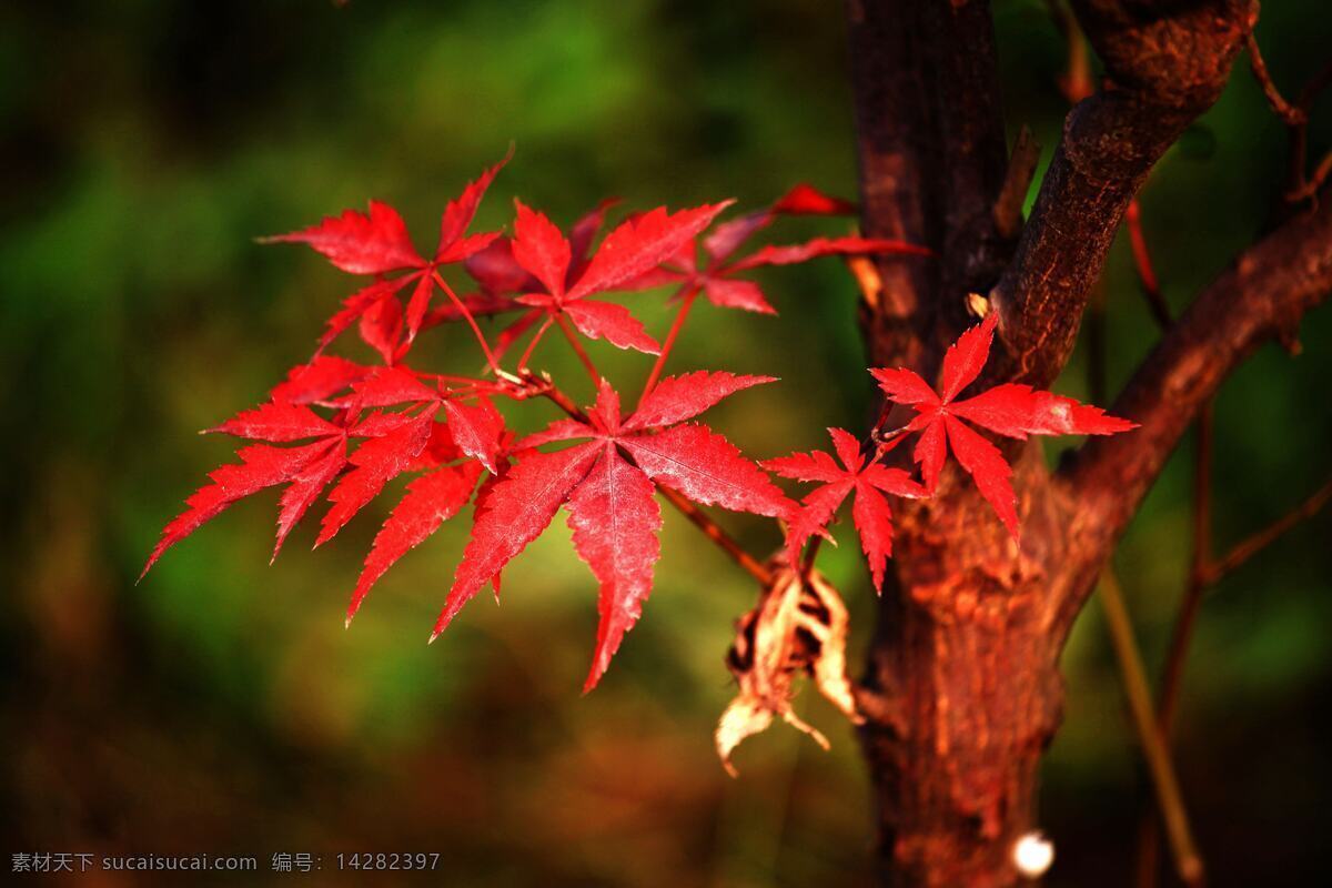 唯美 红叶 高清 树叶 红色 枫叶 叶子 树枝