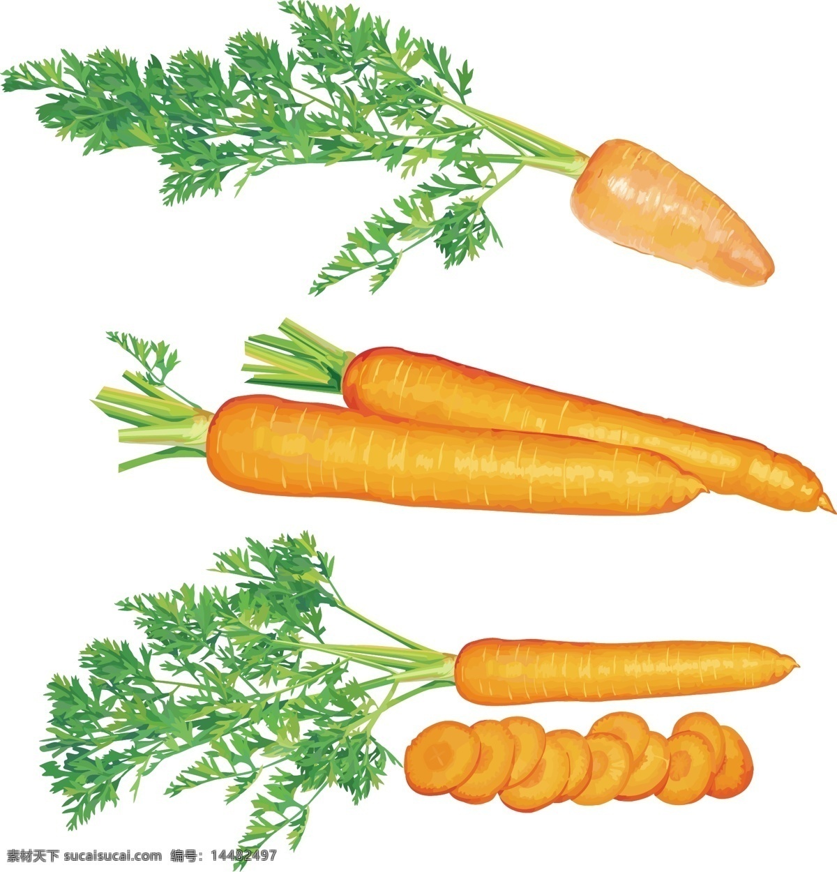超 写实 胡萝卜 青菜 蔬菜 超写实胡萝卜 胡萝卜素 矢量图 日常生活