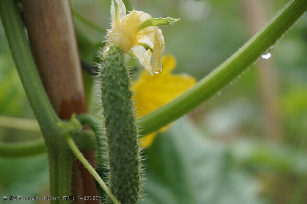 雨后的黄瓜 水珠 黄瓜花 嫩黄瓜 有机 绿色 e931 蔬菜 生物世界