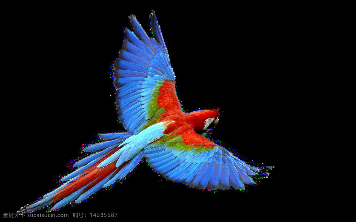 彩色 鸟类 透明 蓝色 飞翔 鹦鹉 透明素材 装饰 设计素材 淘宝素材 海报设计装饰 装饰图案