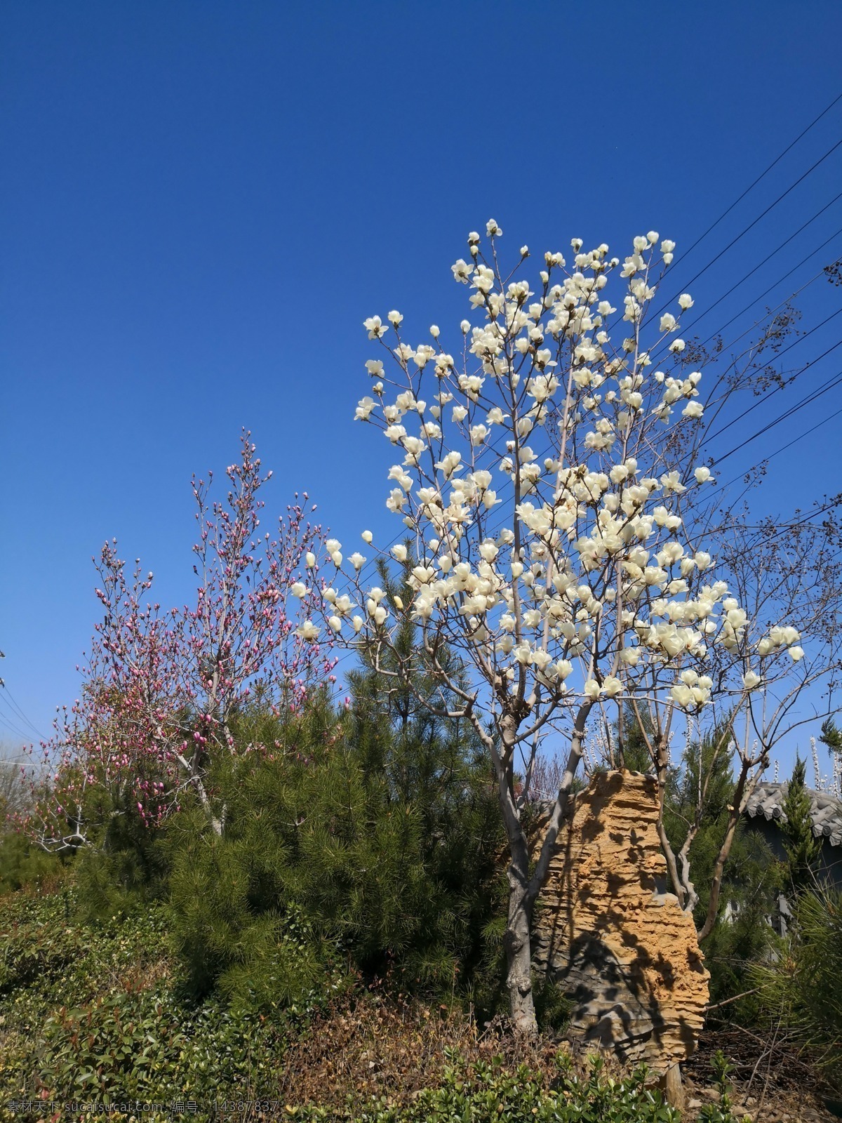 玉兰花 白色 春天 枝头花 白花 生物世界 花草