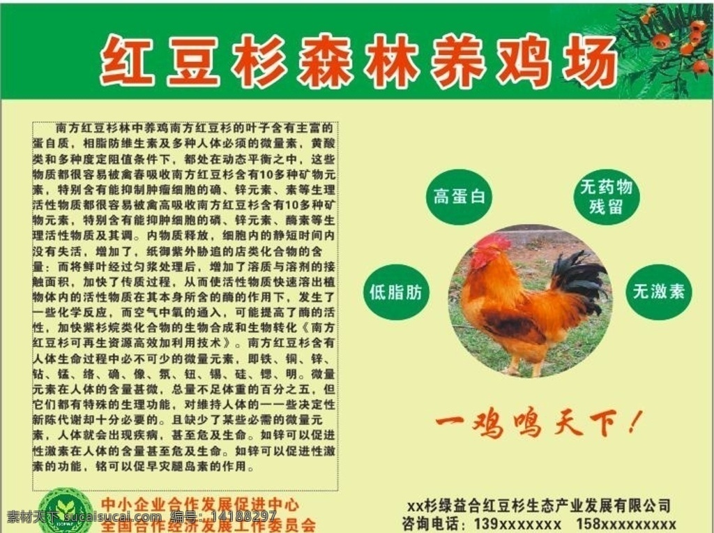 红豆杉 森林 养鸡场 公鸡 绿色 零污染