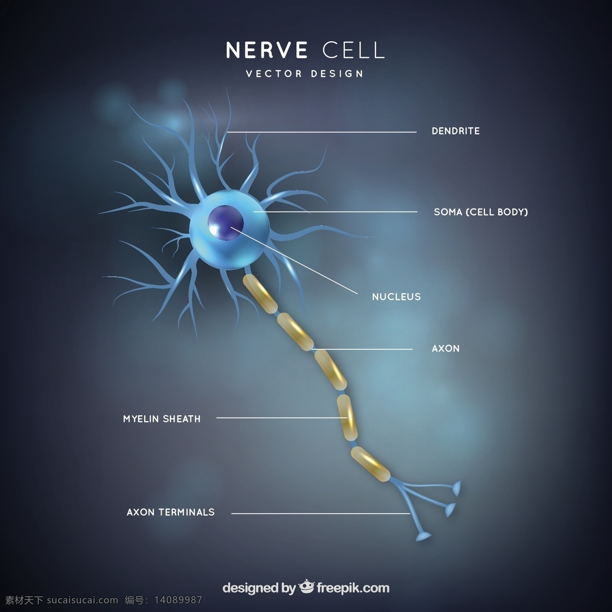 神经元 部分 插图 医学 科学 人类 化学 生物学 分子 显微镜 细胞 神经 微生物学 生理学 核 黑色