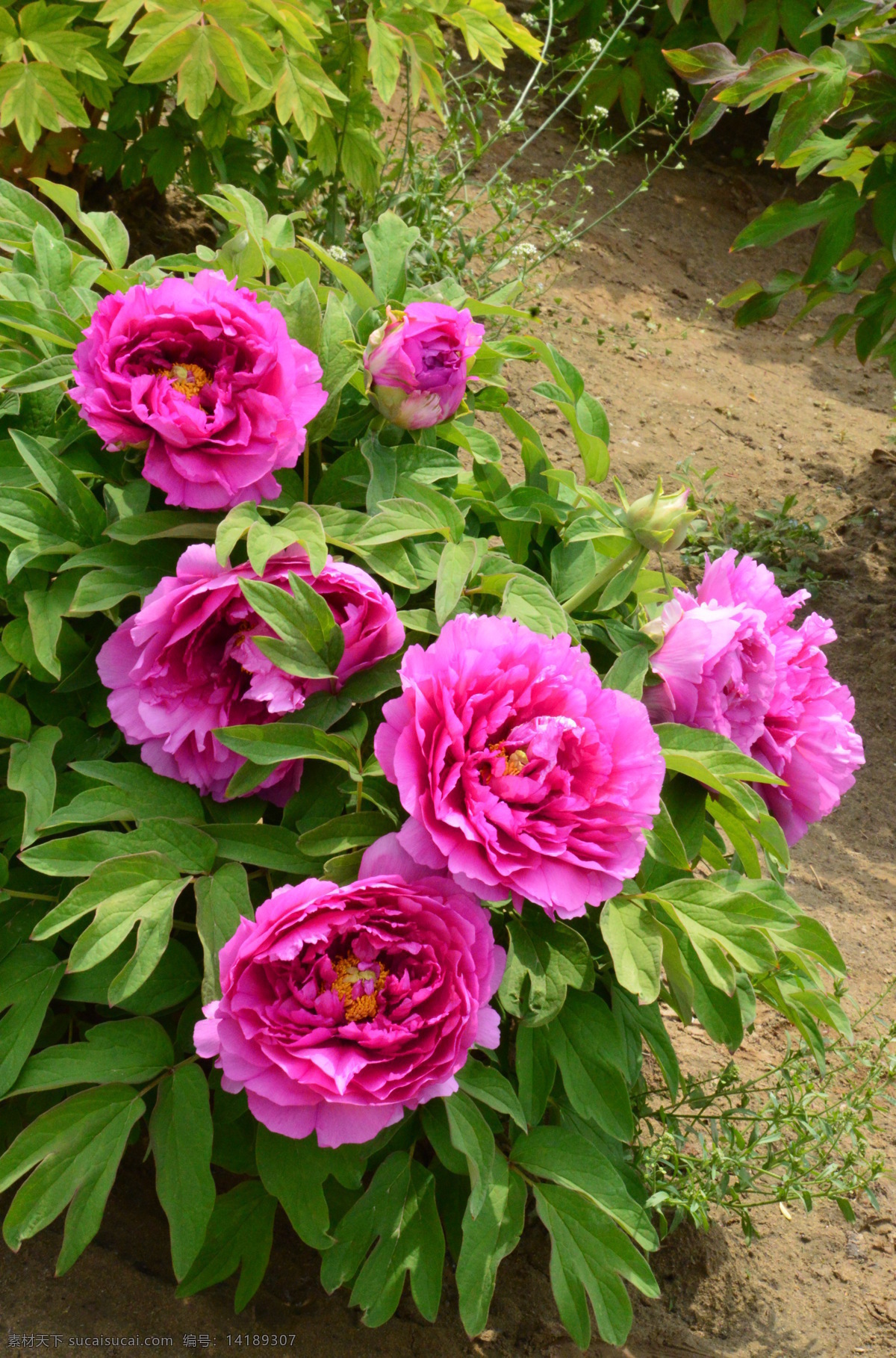 牡丹花 牡丹 观赏花卉 鼠姑 木芍药 百雨金 洛阳花 花朵 花瓣 花蕊 花卉 花儿 花草 植物 园林绿化 绿化景观 芍药牡丹 生物世界