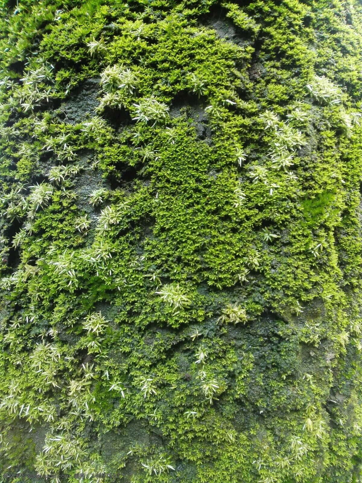 青苔 苔藓 植物 植被 绿色植物 背景 生物世界 其他生物