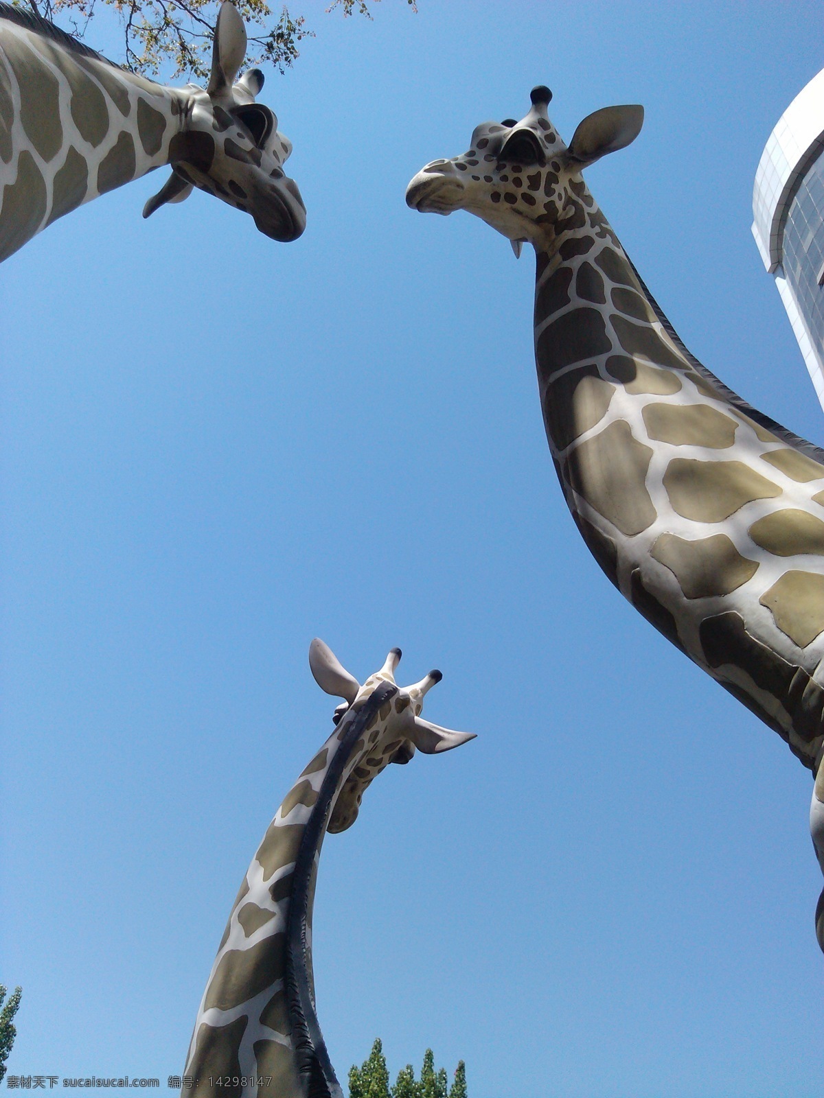 长颈鹿 动物 特写 场景 造型 动物世界 生物世界 野生动物