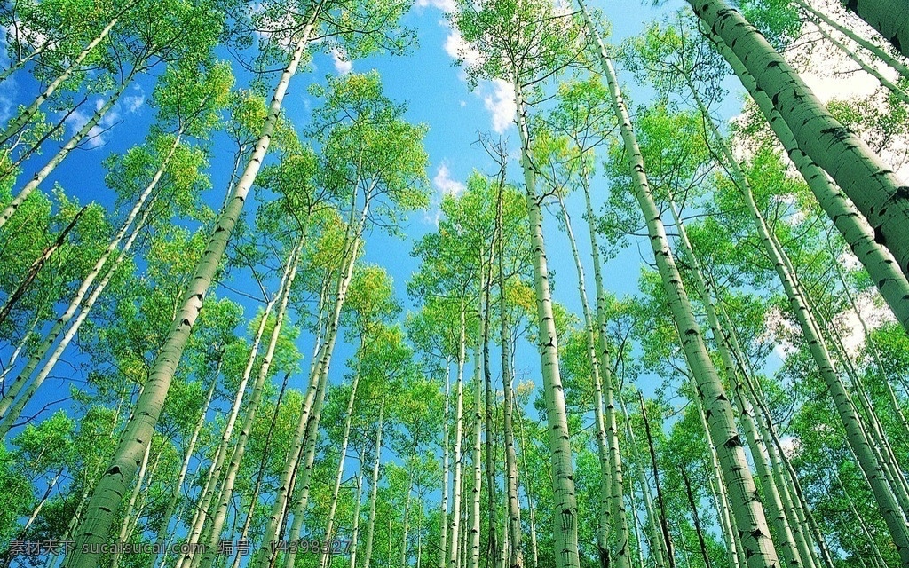 小树林 树林 蓝天 白云 树木树叶 生物世界