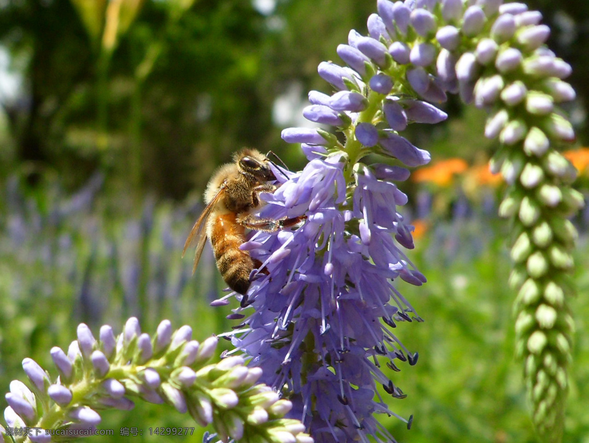 蜜蜂 采 蜜 春天 花丛 昆虫 绿草地 蜜蜂采蜜 生物世界 薰衣草 采蜜 psd源文件
