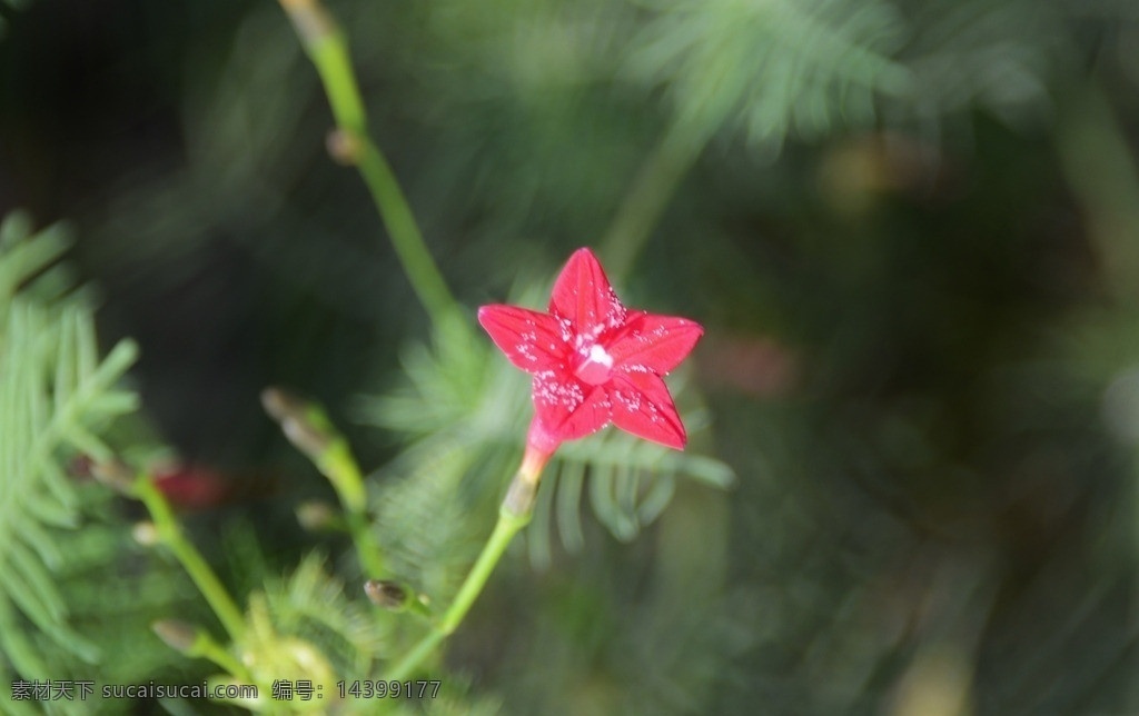 茑萝 羽叶茑萝 密萝松 游龙草 茑萝松 锦屏封 五角星花 旋 花科 狮子 草 属 花草 生物世界